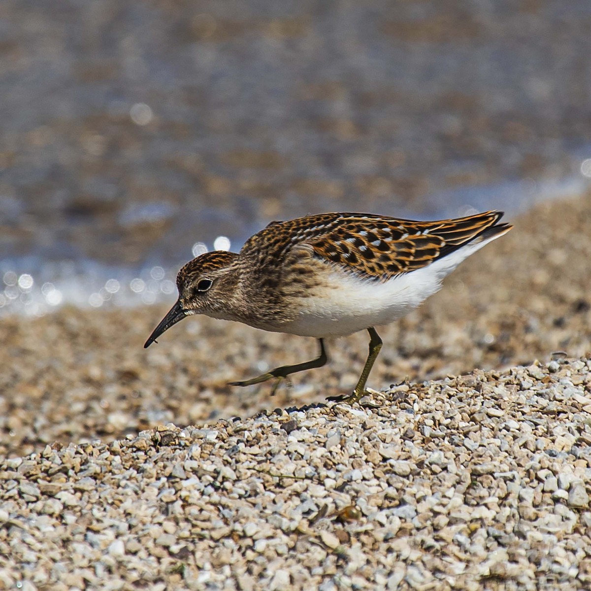 Least Sandpiper - ML363708061