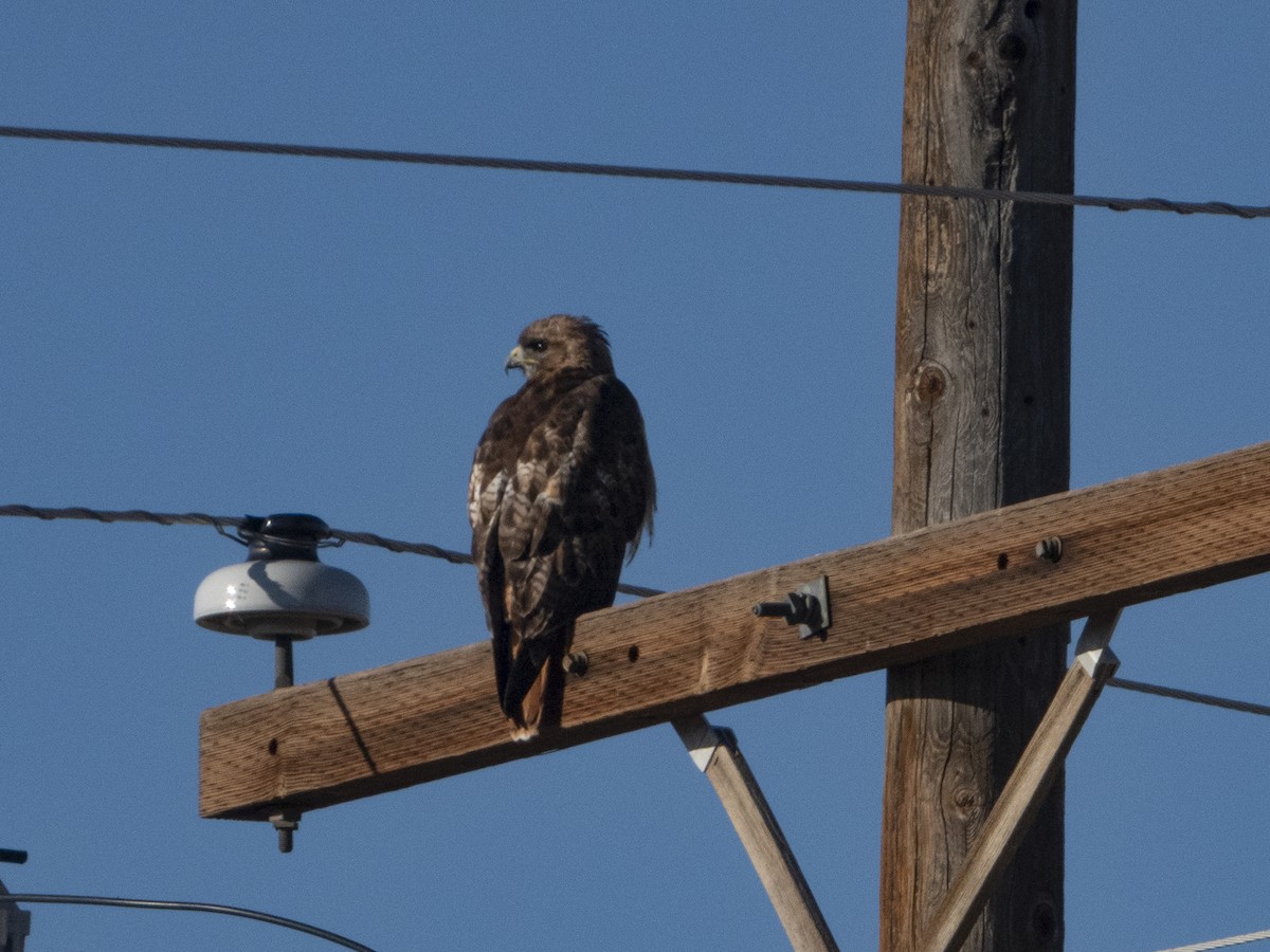 Rotschwanzbussard - ML363708921