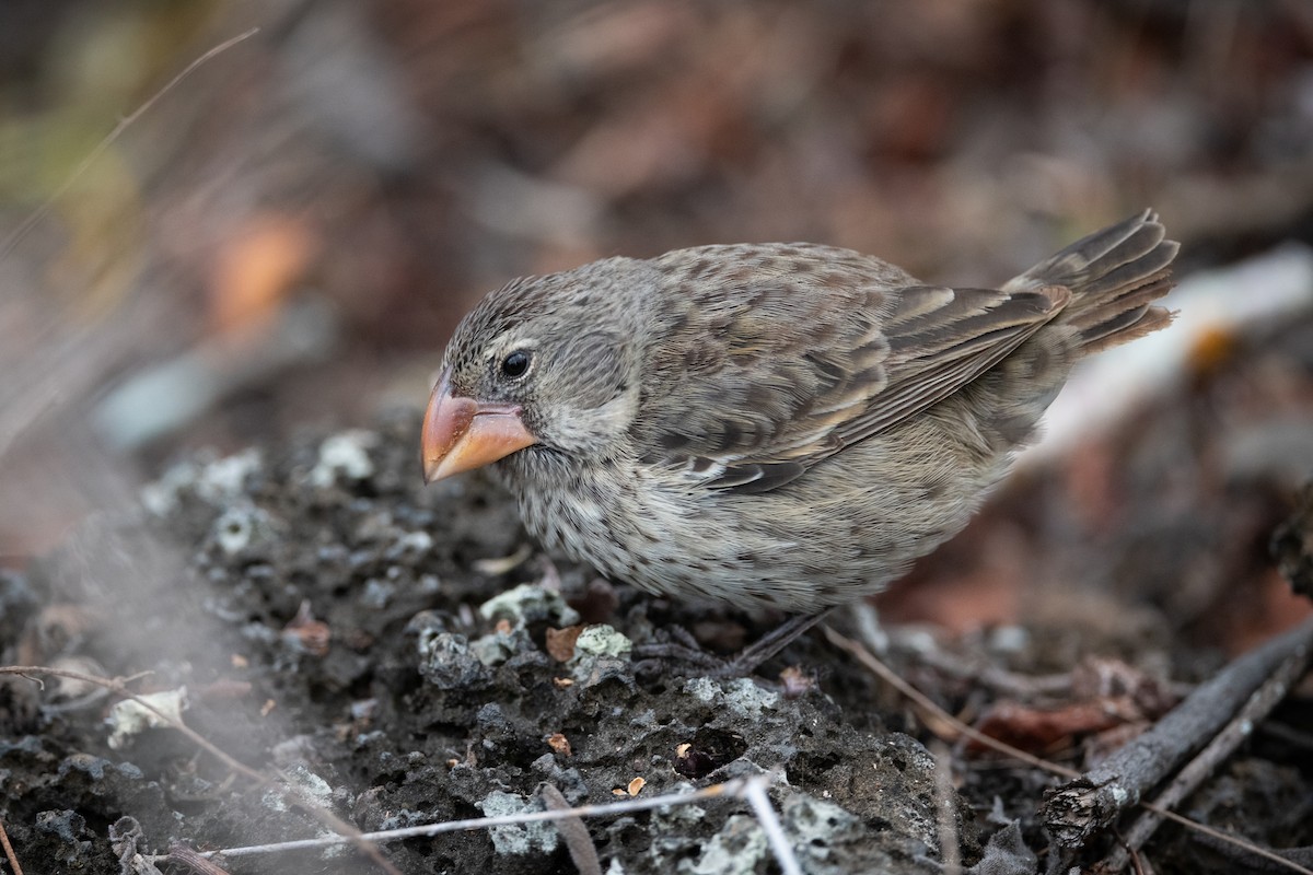 Large Ground-Finch - ML363710491