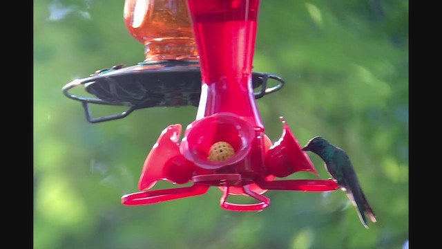 Mexican Violetear - ML363710511