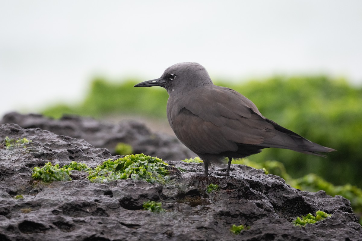 Brown Noddy - Adam Jackson