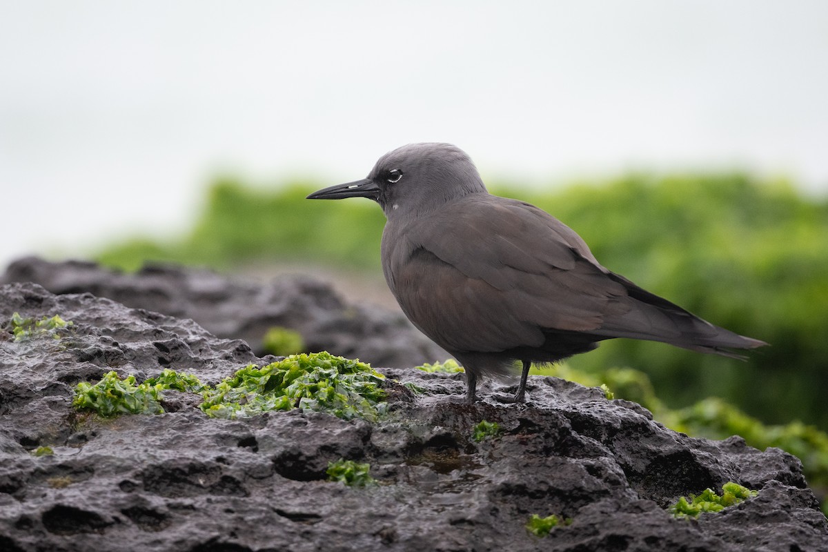 Brown Noddy - ML363710841