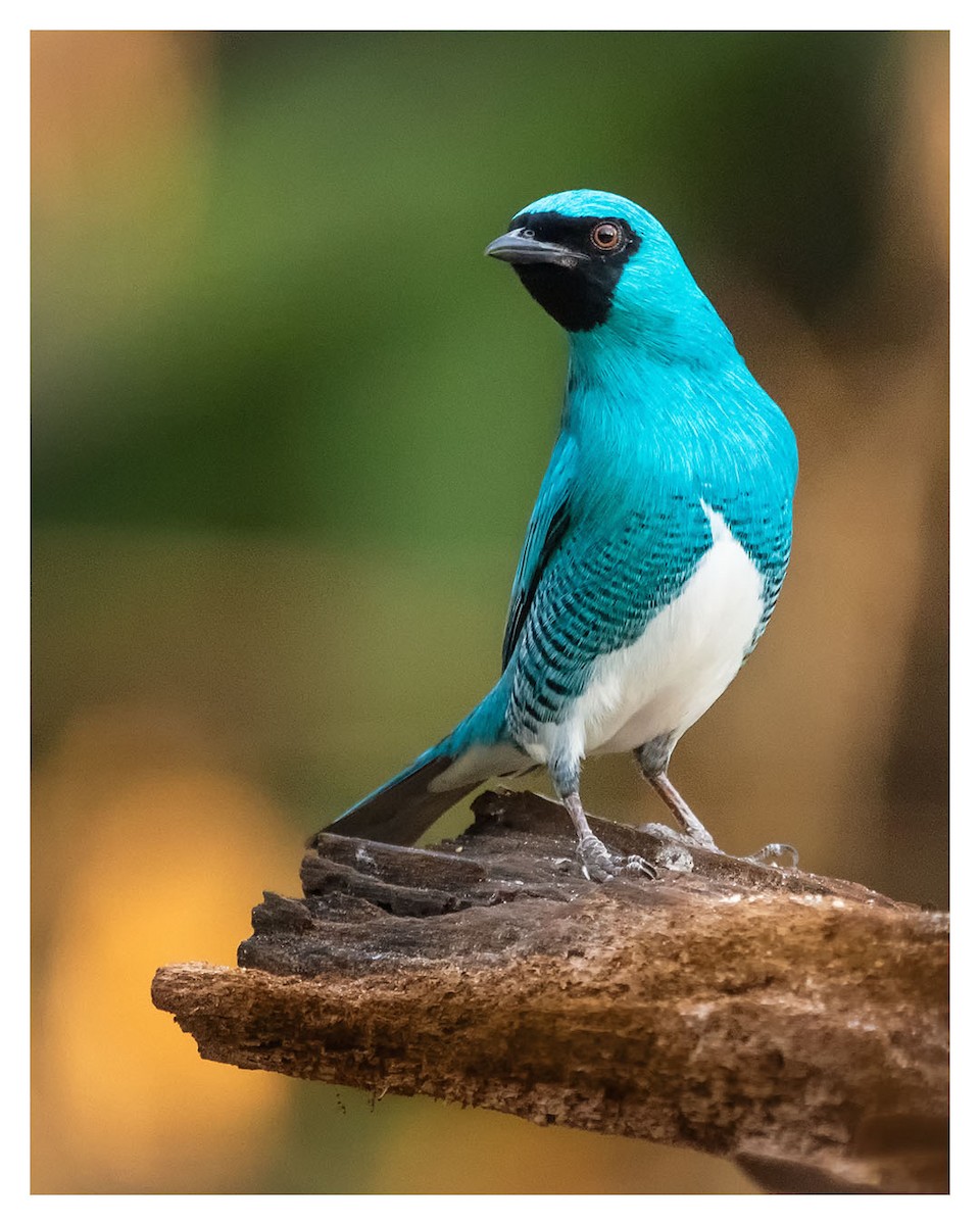 Swallow Tanager - Graciela  Neira