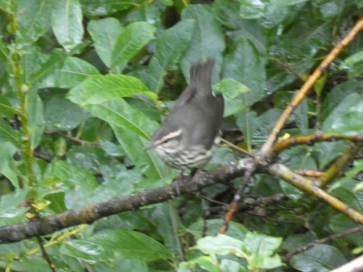 Northern Waterthrush - Patty Rose