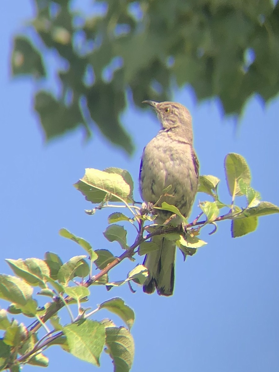 Northern Mockingbird - ML363714961