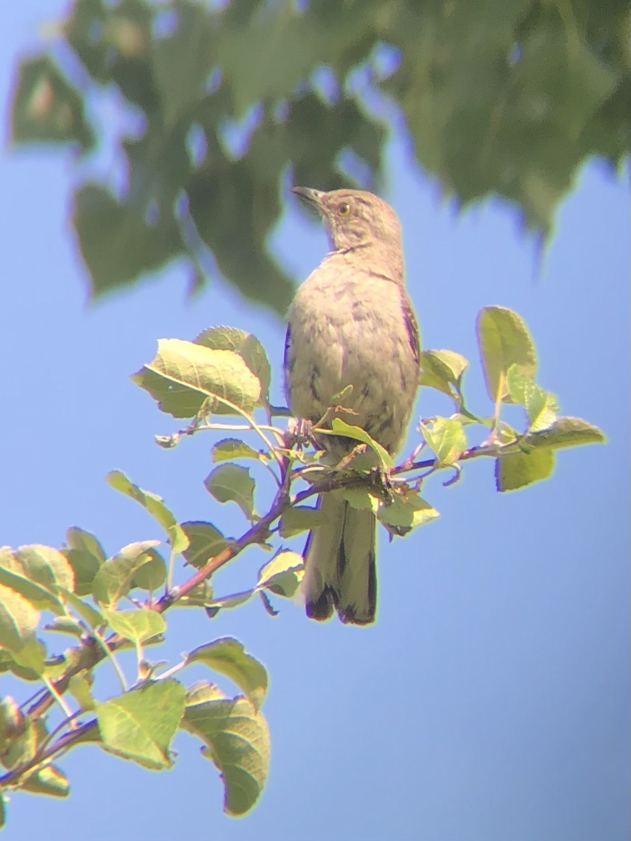 Northern Mockingbird - ML363714971