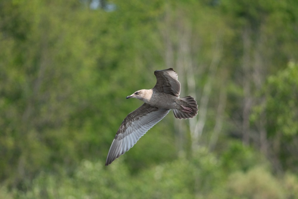 Herring Gull - ML363716241