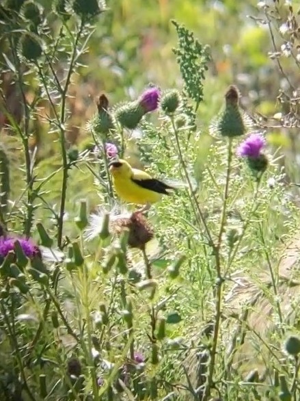 American Goldfinch - David Warner