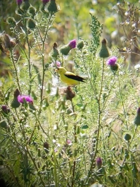 American Goldfinch - David Warner