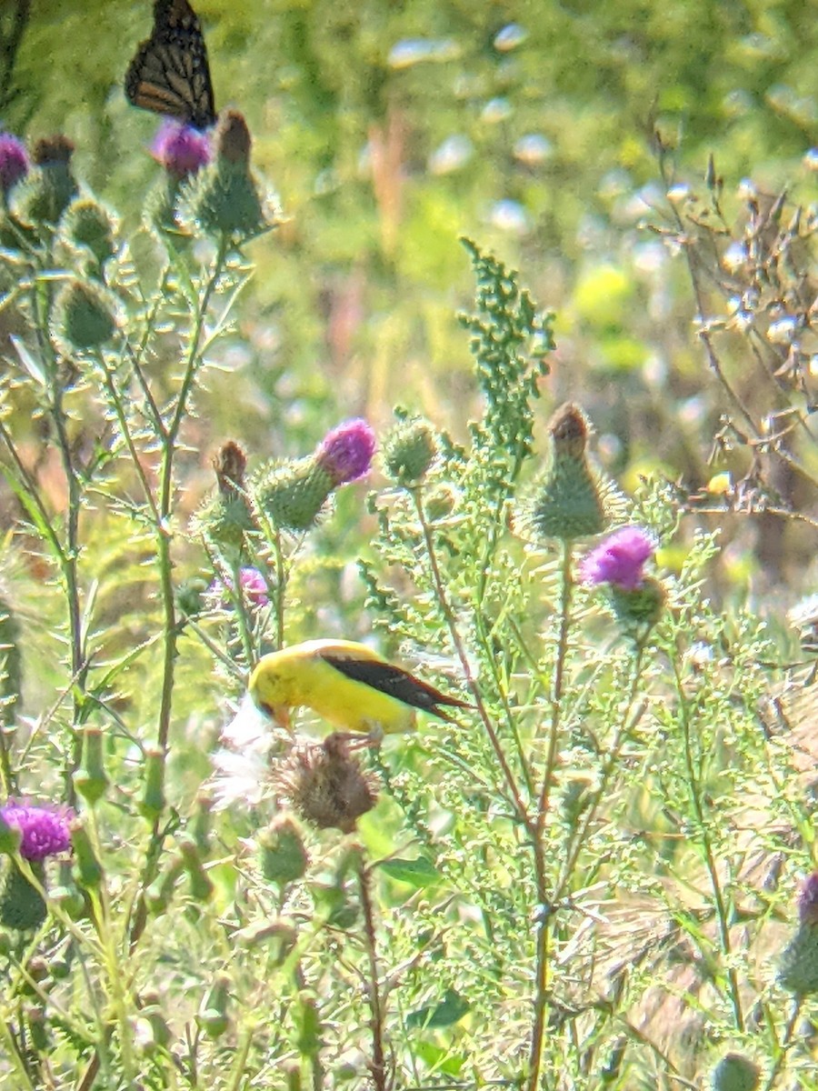 American Goldfinch - ML363716561