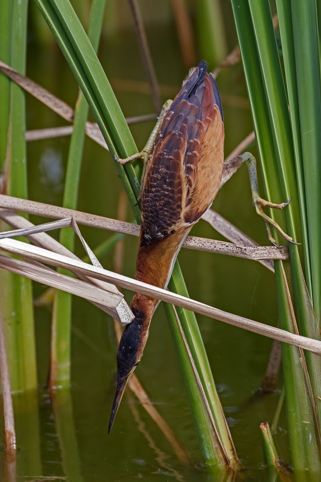 Least Bittern - ML36371711