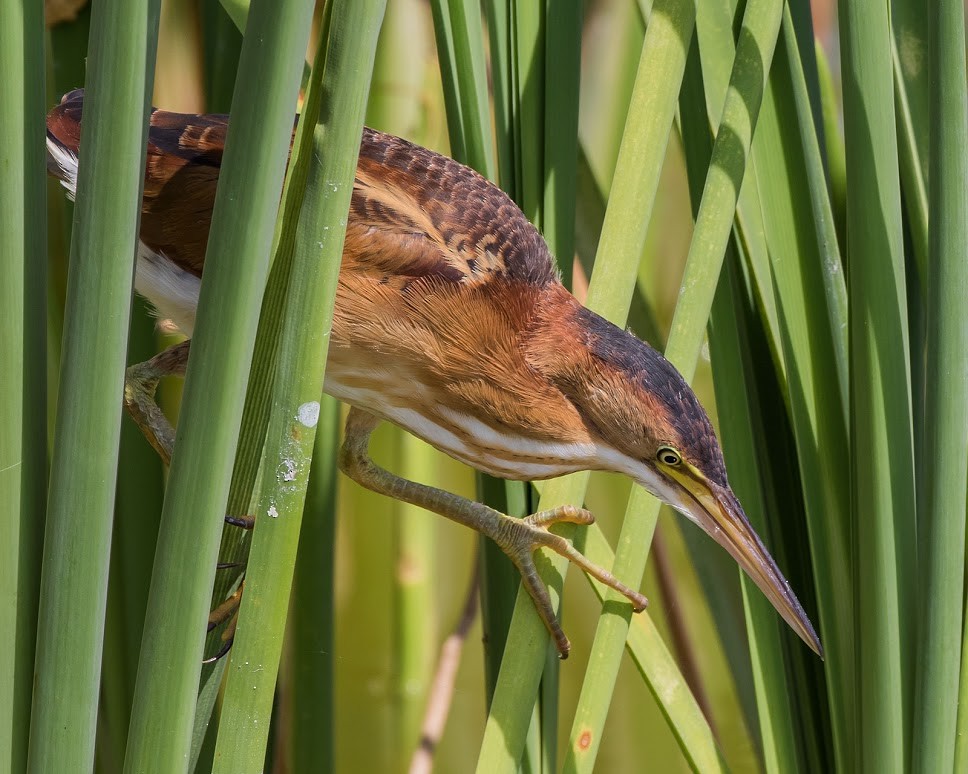 Least Bittern - ML36371731