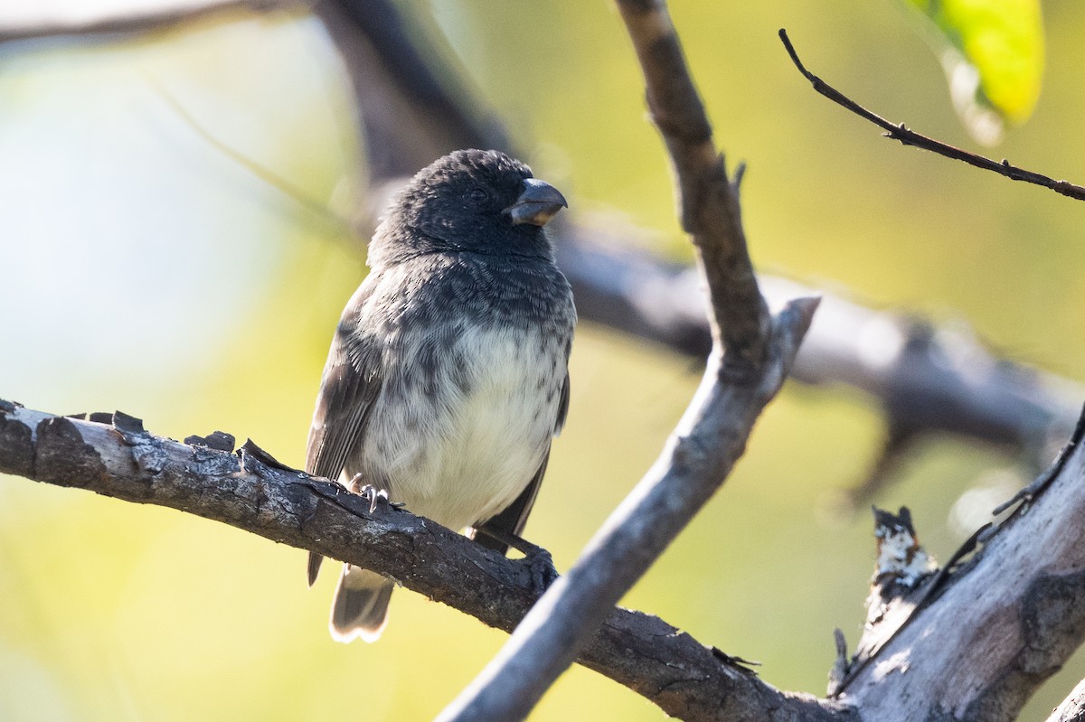 Large Tree-Finch - Adam Jackson