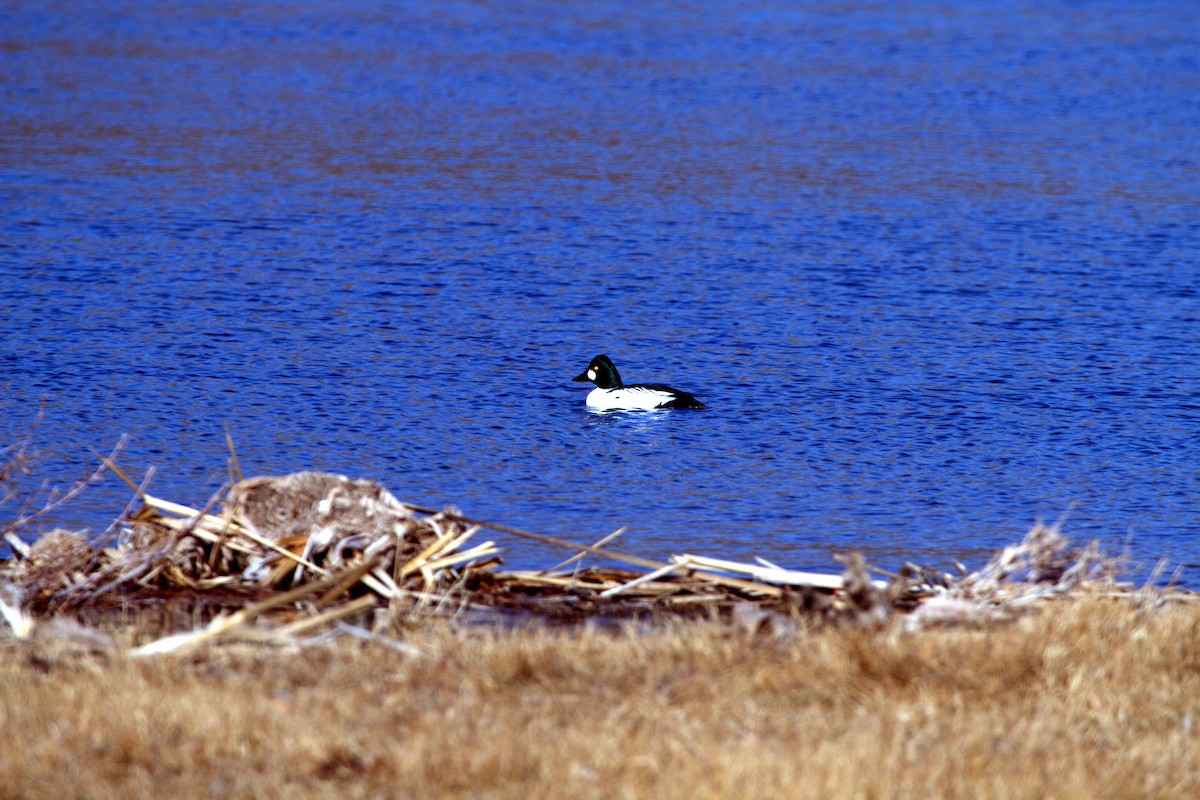 Common Goldeneye - Scott Berglund