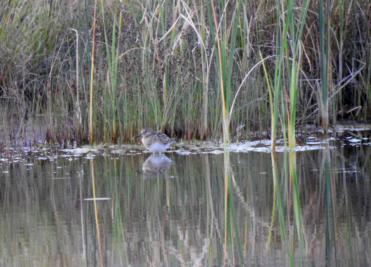 Pectoral Sandpiper - ML363719501