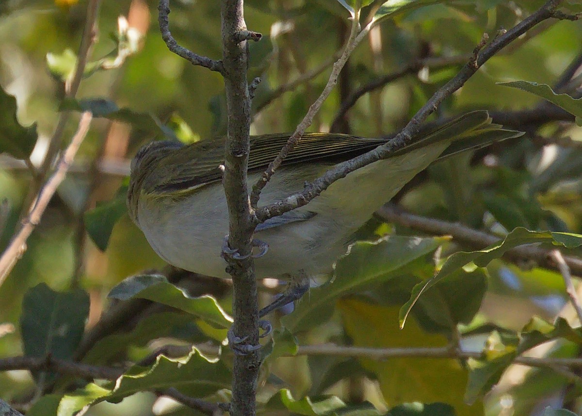 Red-eyed Vireo - ML363722271