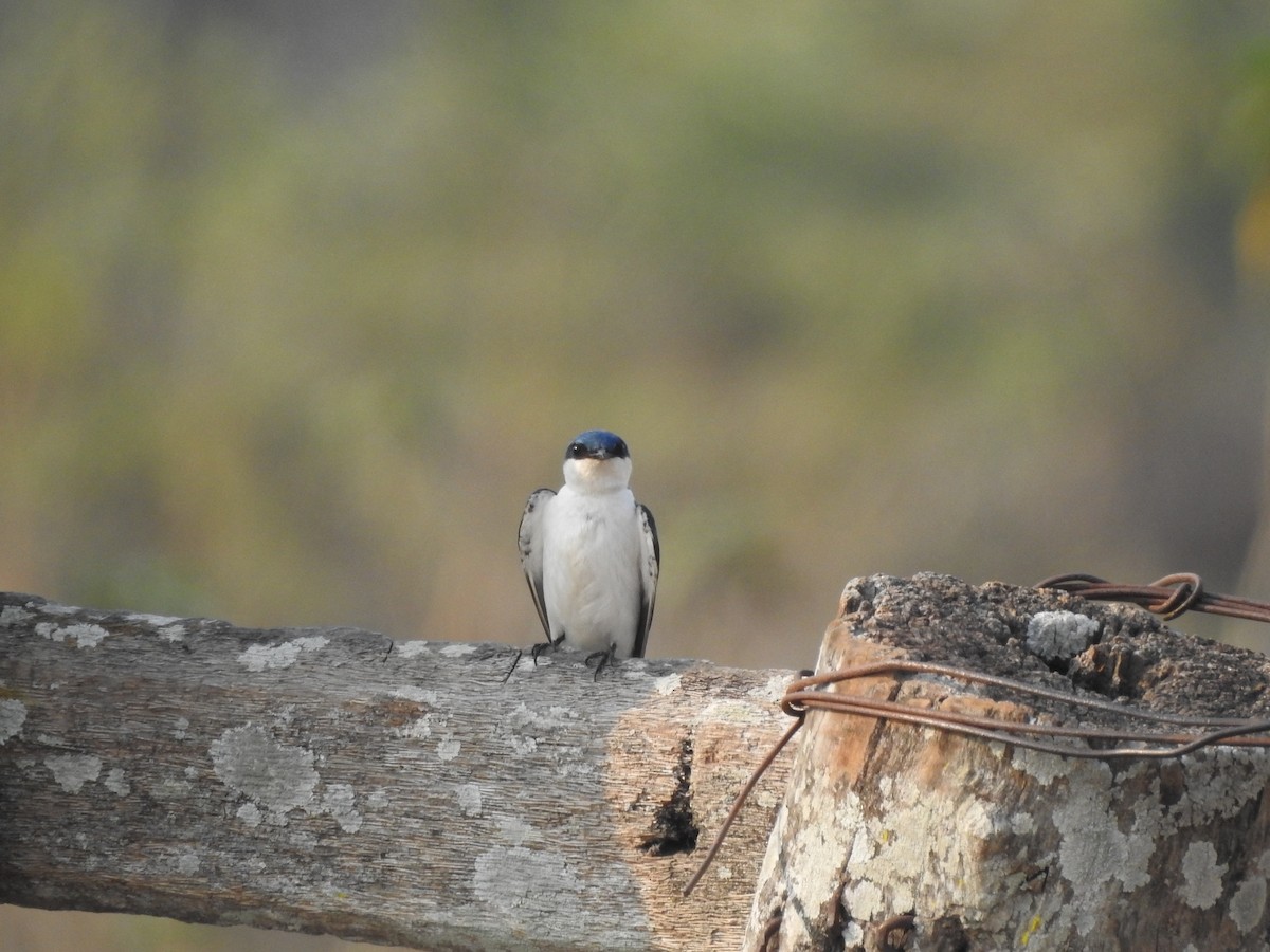 White-winged Swallow - Miguel Angel Montenegro Avila