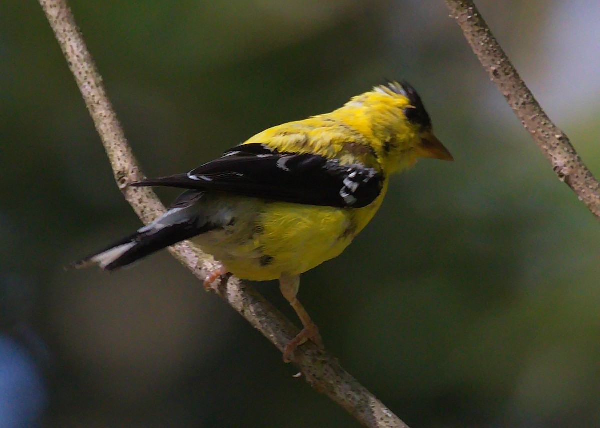 Chardonneret jaune - ML363723051