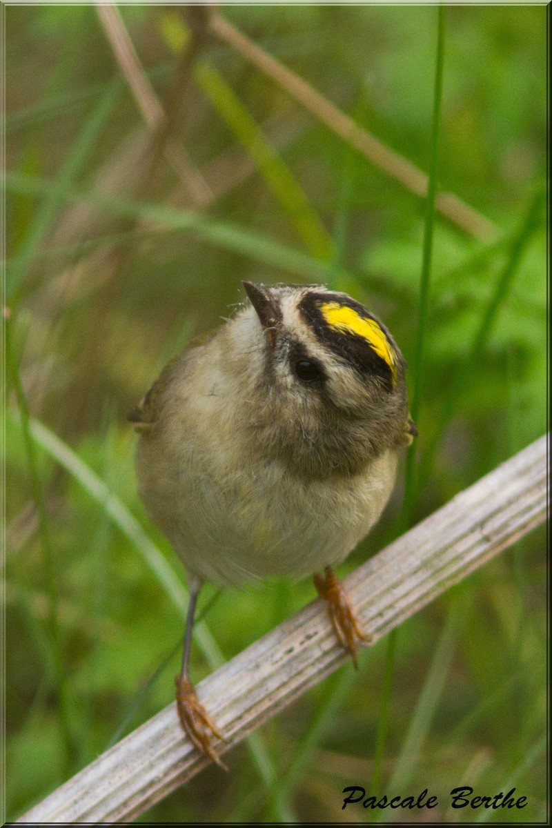 Golden-crowned Kinglet - ML36372331