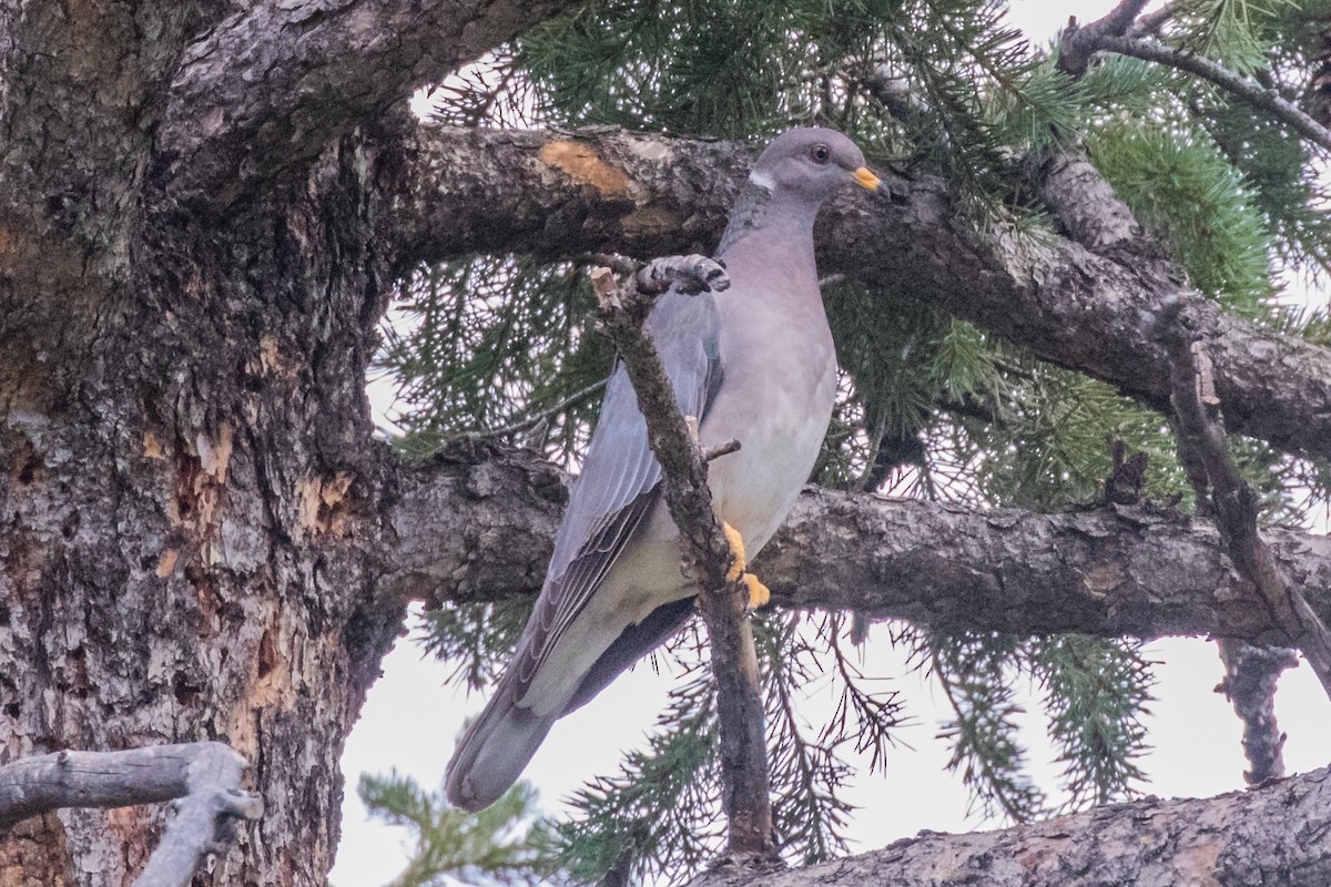 Band-tailed Pigeon - ML363723661