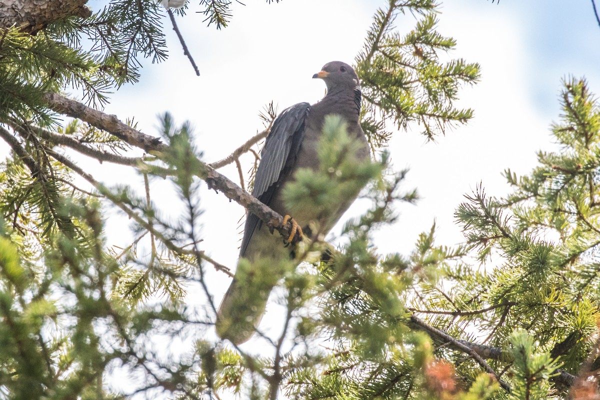 Band-tailed Pigeon - ML363723681