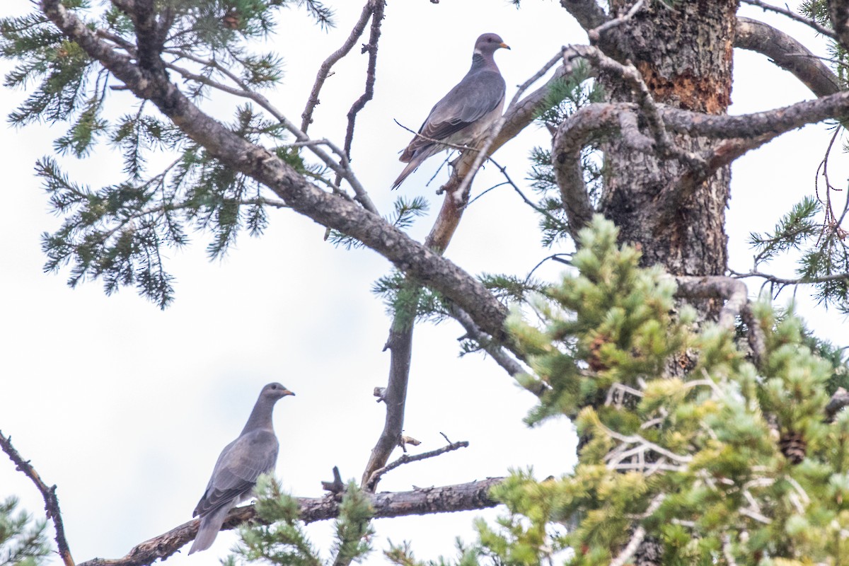 Band-tailed Pigeon - ML363723701