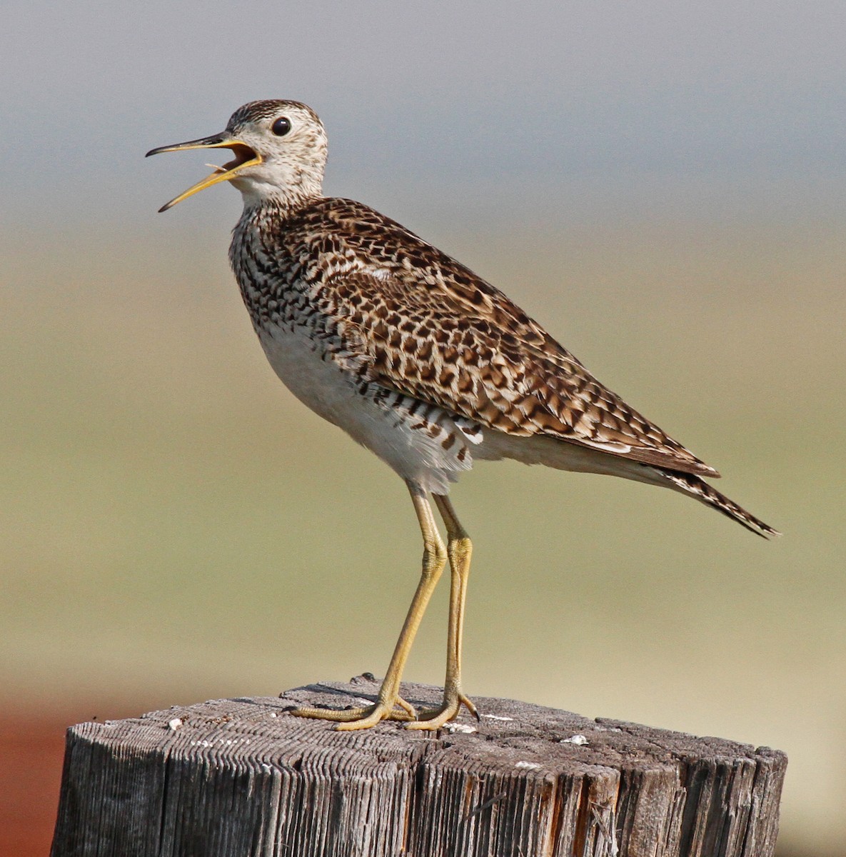 Upland Sandpiper - ML36372401