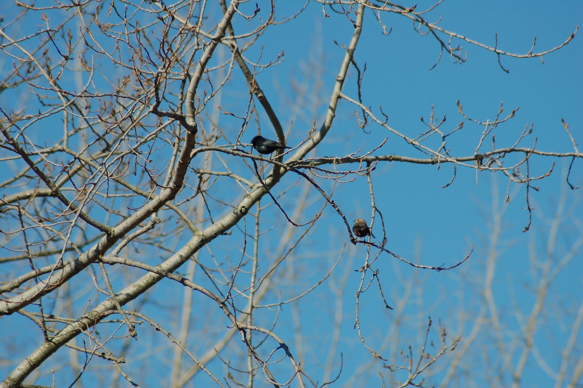 Brown-headed Cowbird - ML36372421