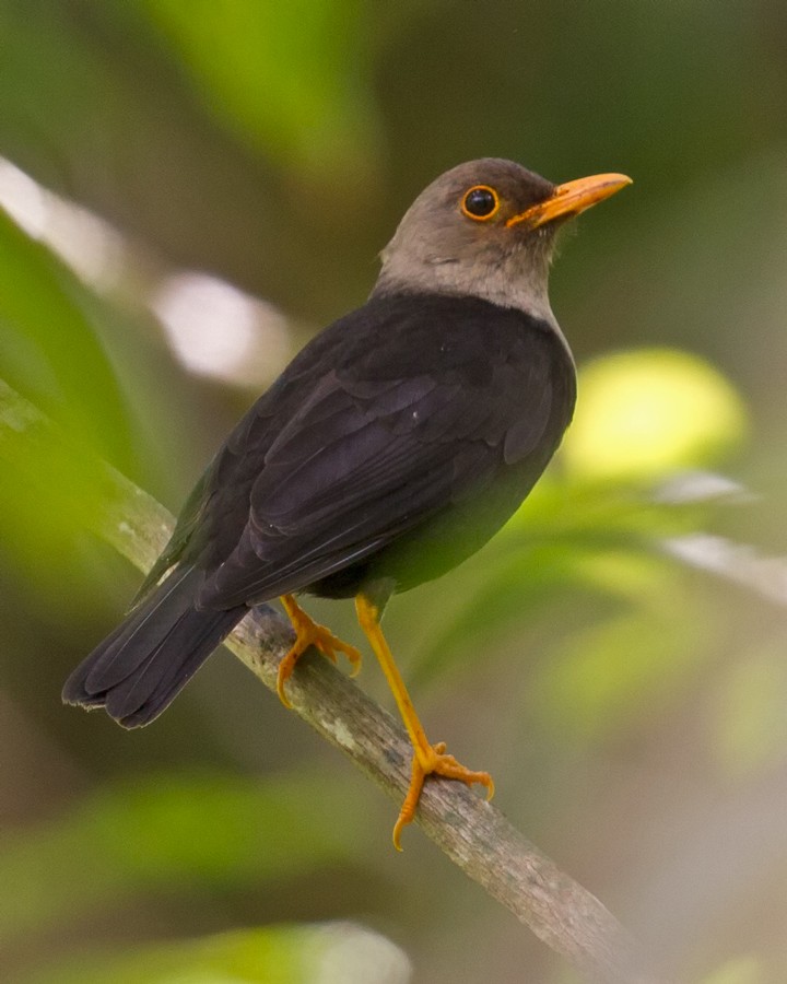 Fiji Island-Thrush - Mat Gilfedder