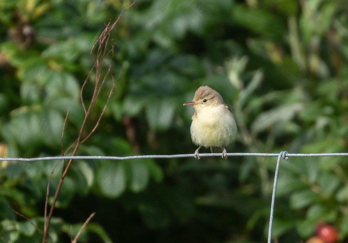 Melodious Warbler - ML363725111