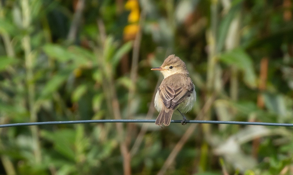 Melodious Warbler - ML363725121