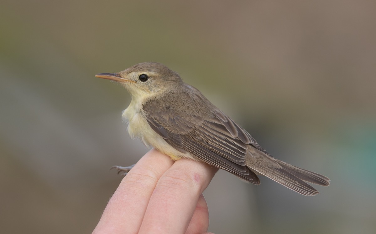 Melodious Warbler - ML363725241