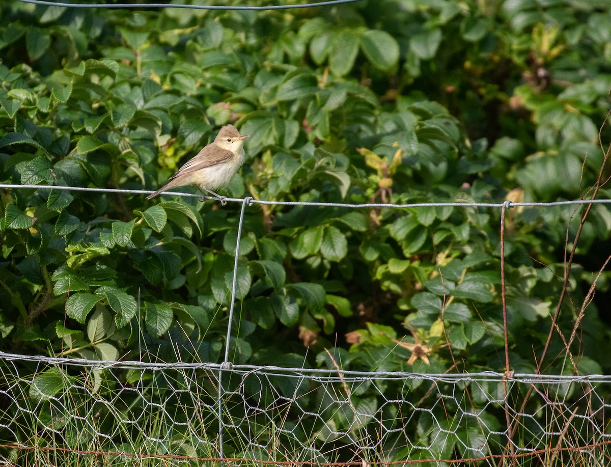 Melodious Warbler - ML363725461