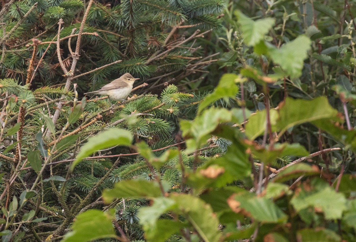 Melodious Warbler - ML363725481