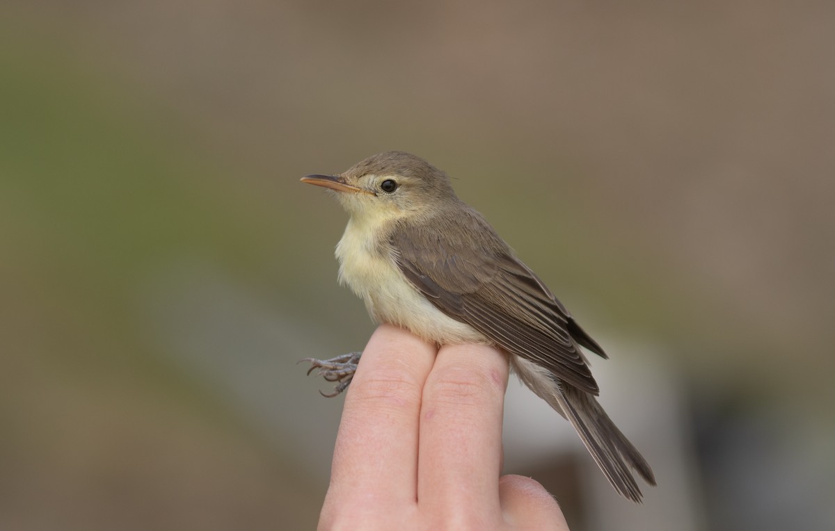 Melodious Warbler - ML363725491