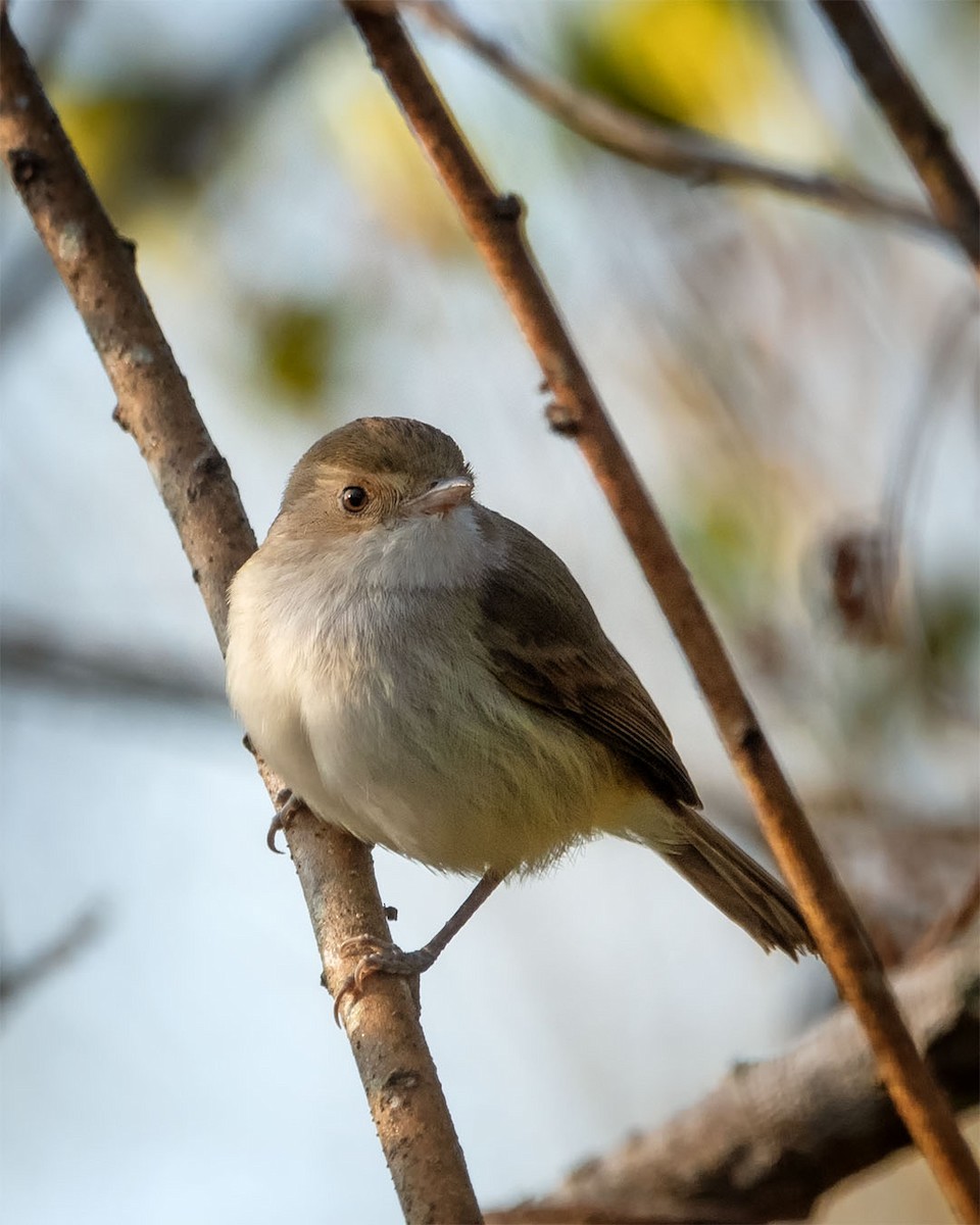 Fulvous-crowned Scrub-Tyrant - ML363726241