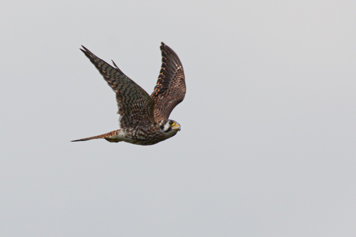 American Kestrel - ML363727201