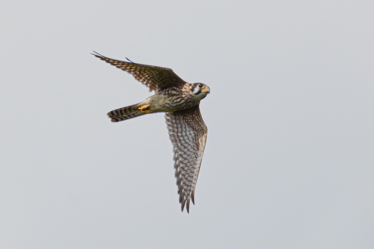 American Kestrel - ML363727211