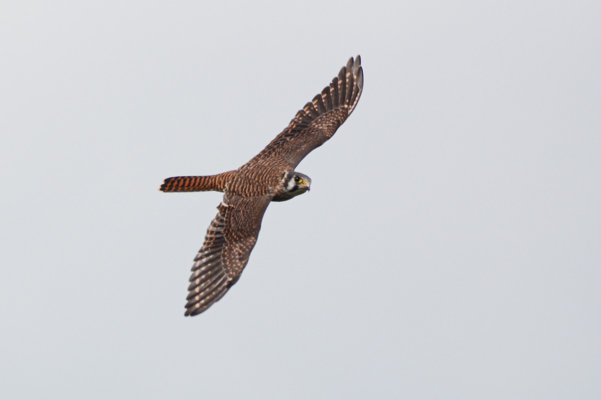 American Kestrel - ML363727221