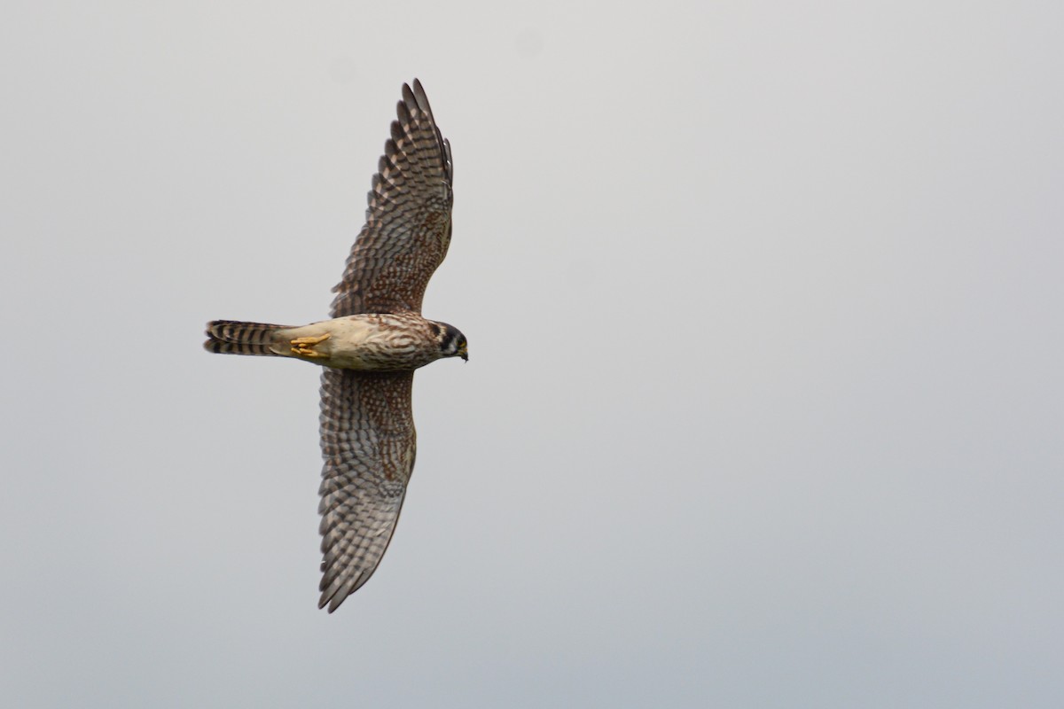 American Kestrel - ML363727231