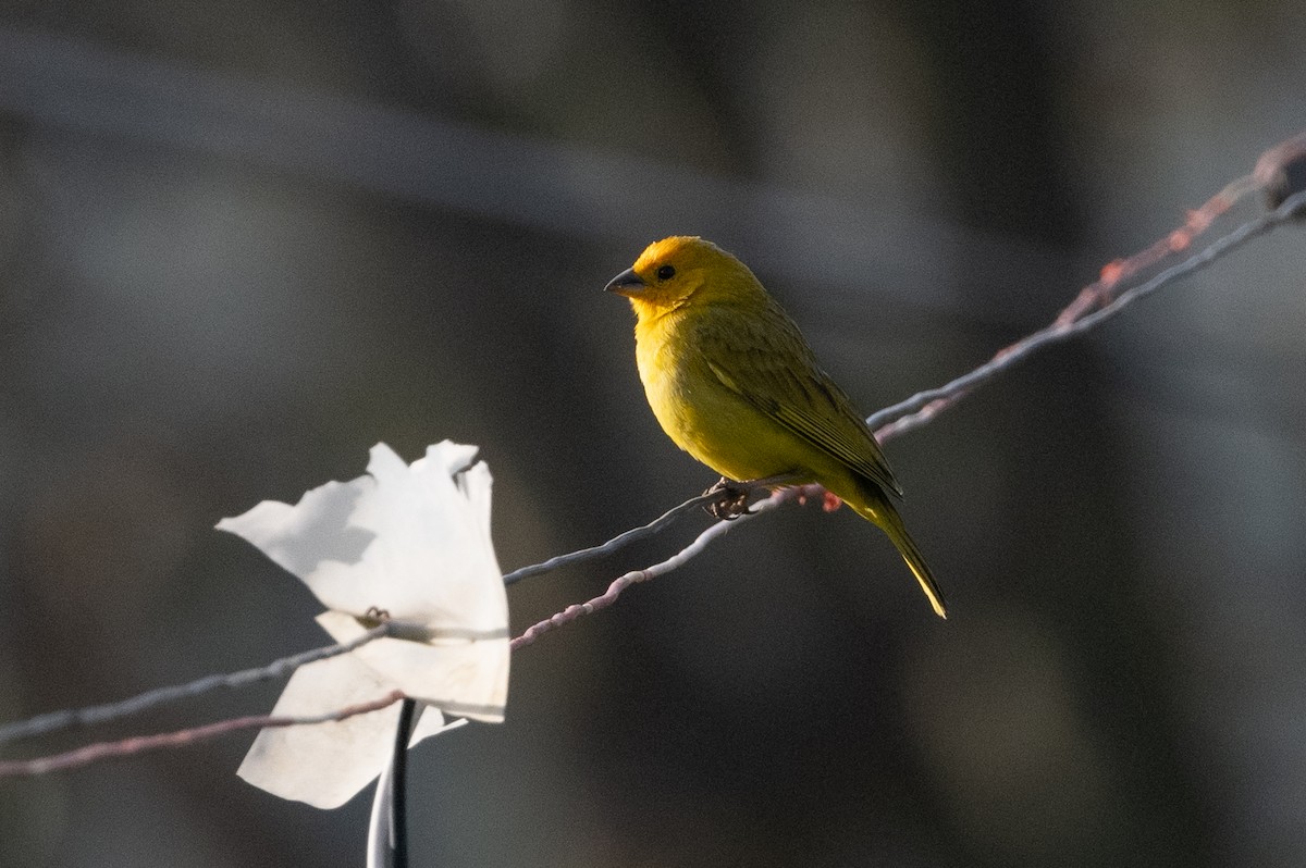 Saffron Finch - ML363727721