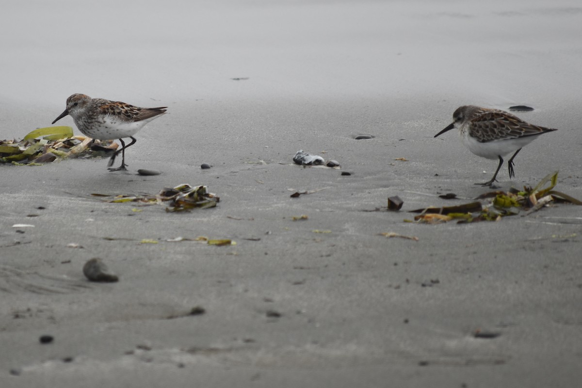 Western Sandpiper - ML363728111