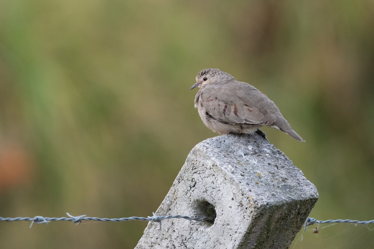 Common Ground Dove - ML363728591