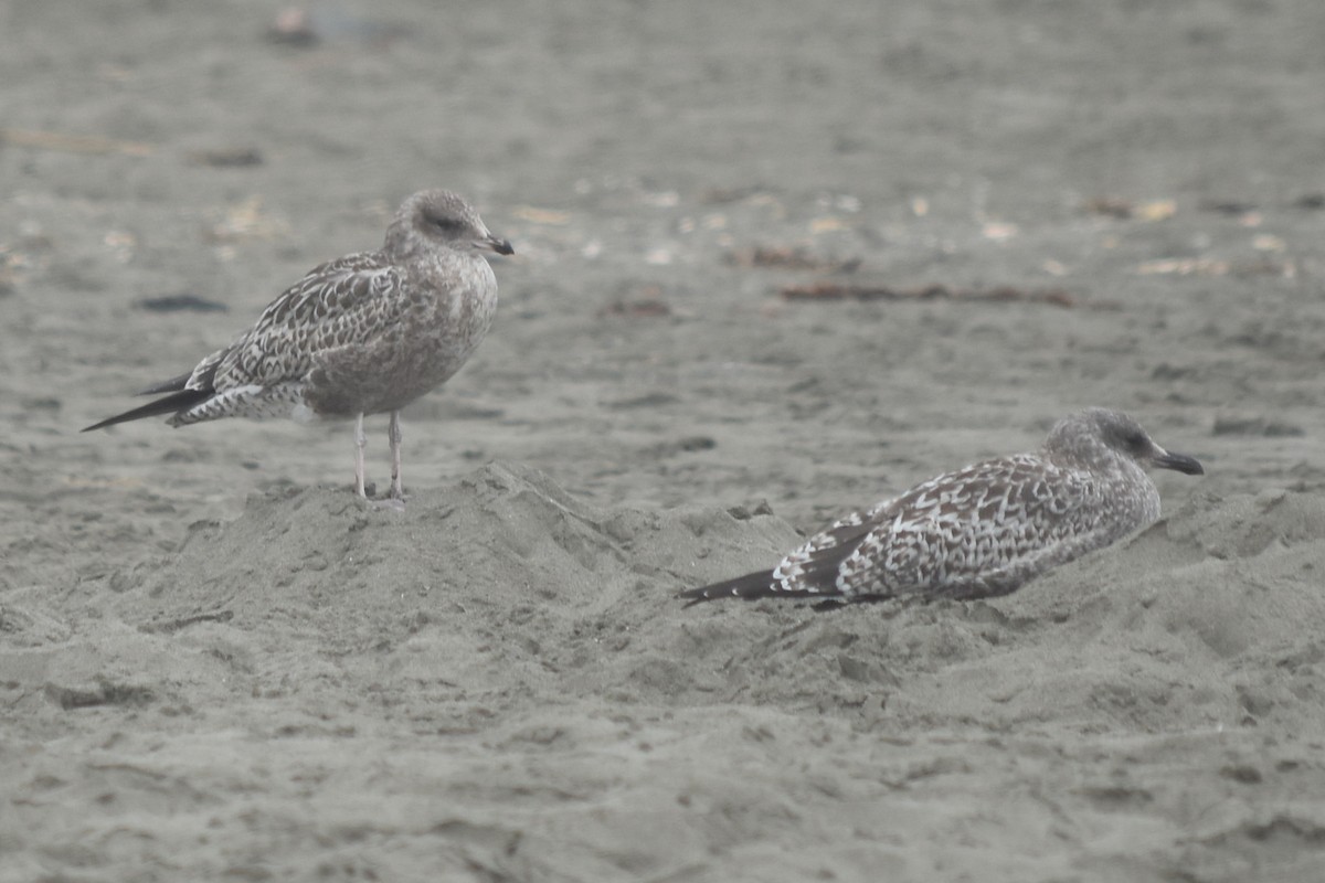 goéland ou mouette sp. - ML363728621