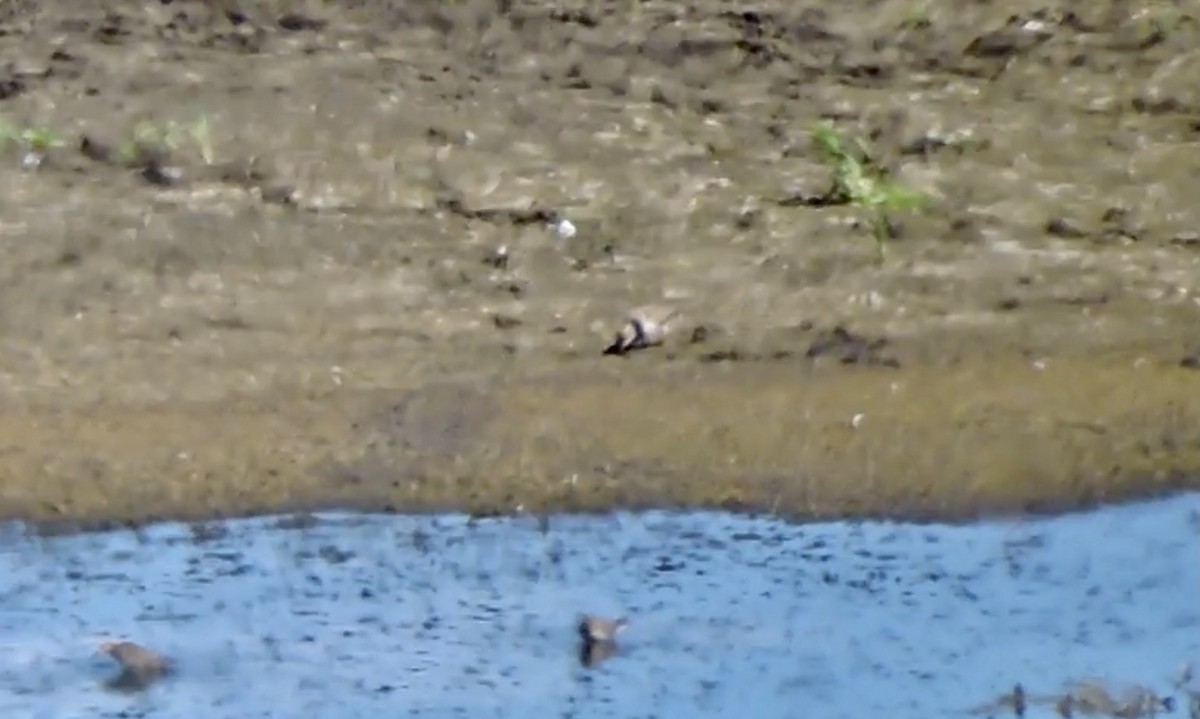 Ruddy Turnstone - ML363729051