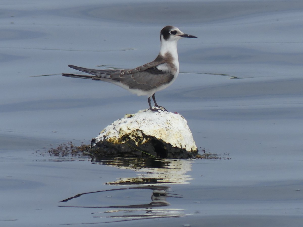 Black Tern - ML363729901