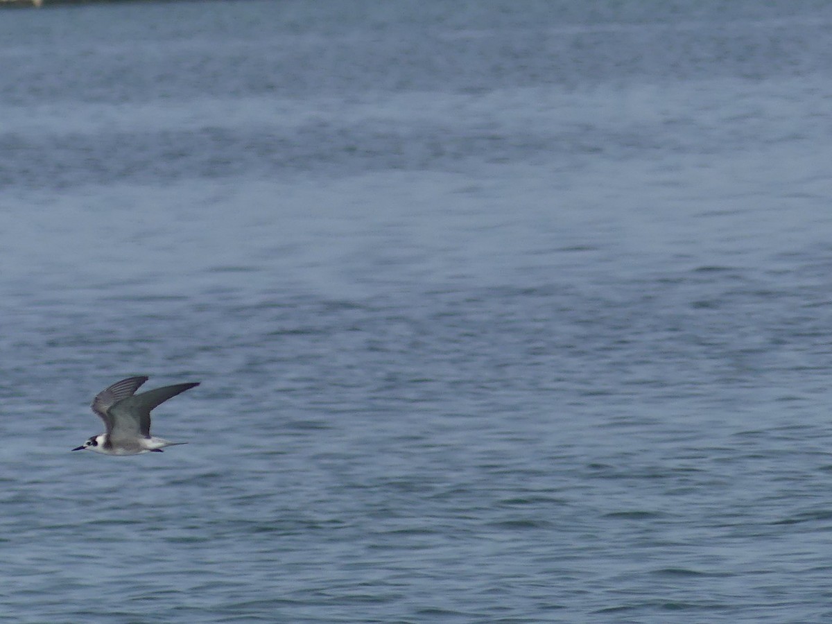 Black Tern - ML363729921