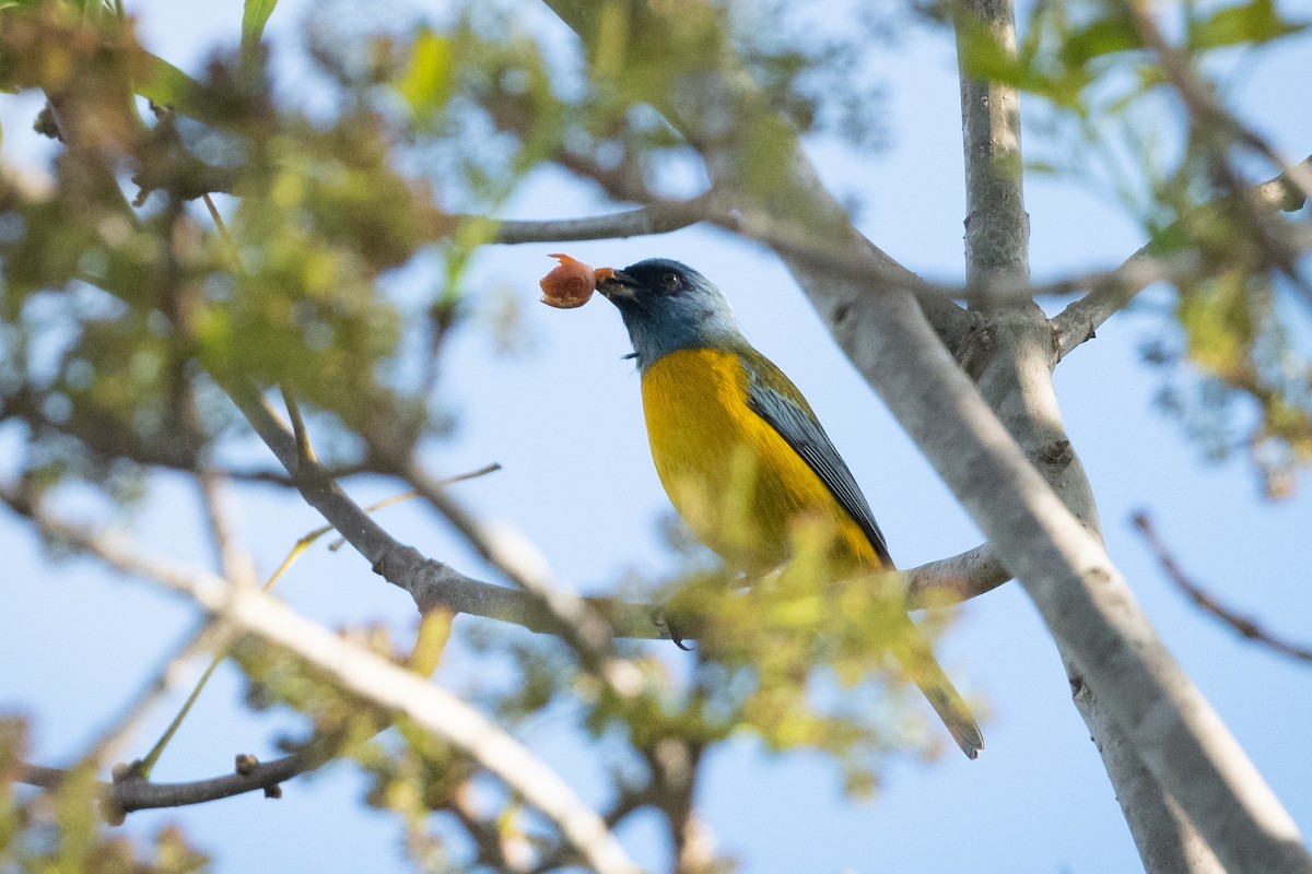 Blue-and-yellow Tanager - ML363731061