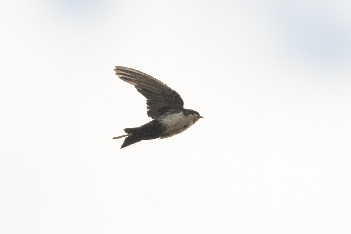 Blue-and-white Swallow - ML363731381