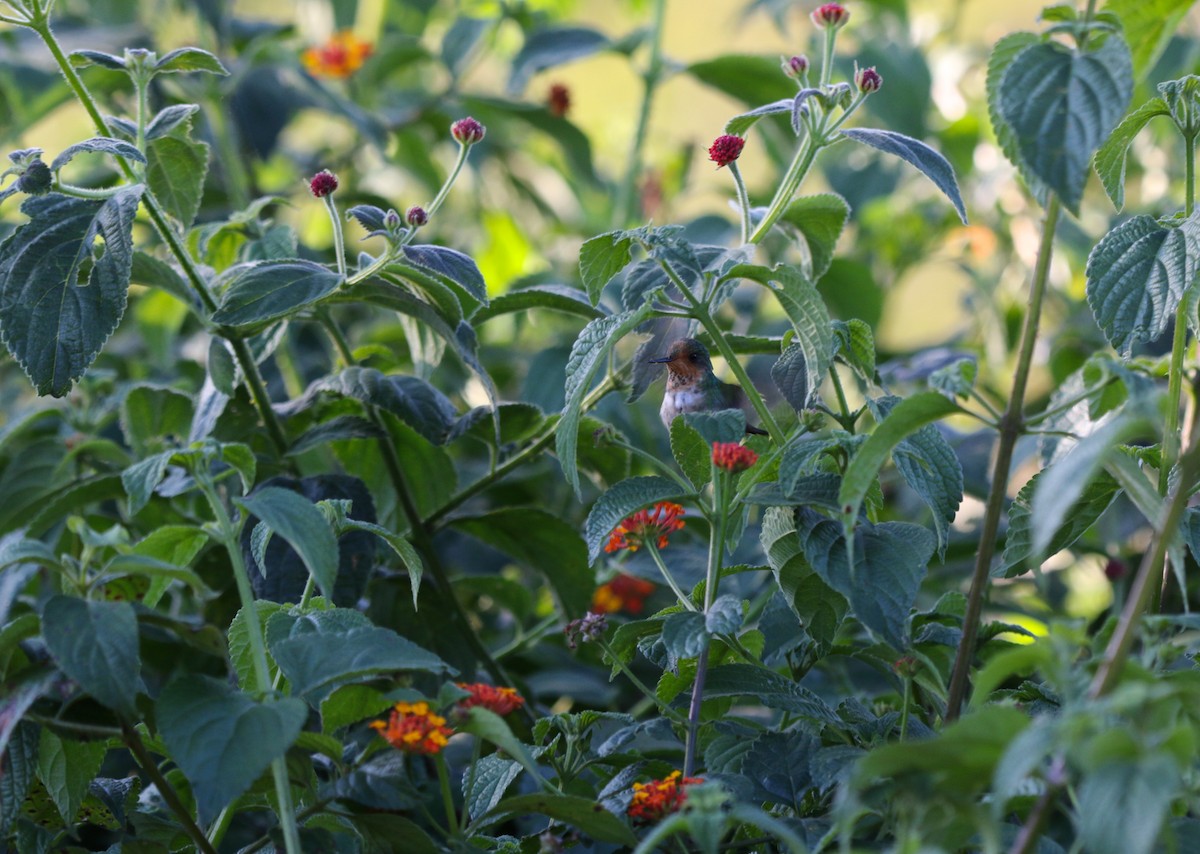 Frilled Coquette - Cristina Rappa